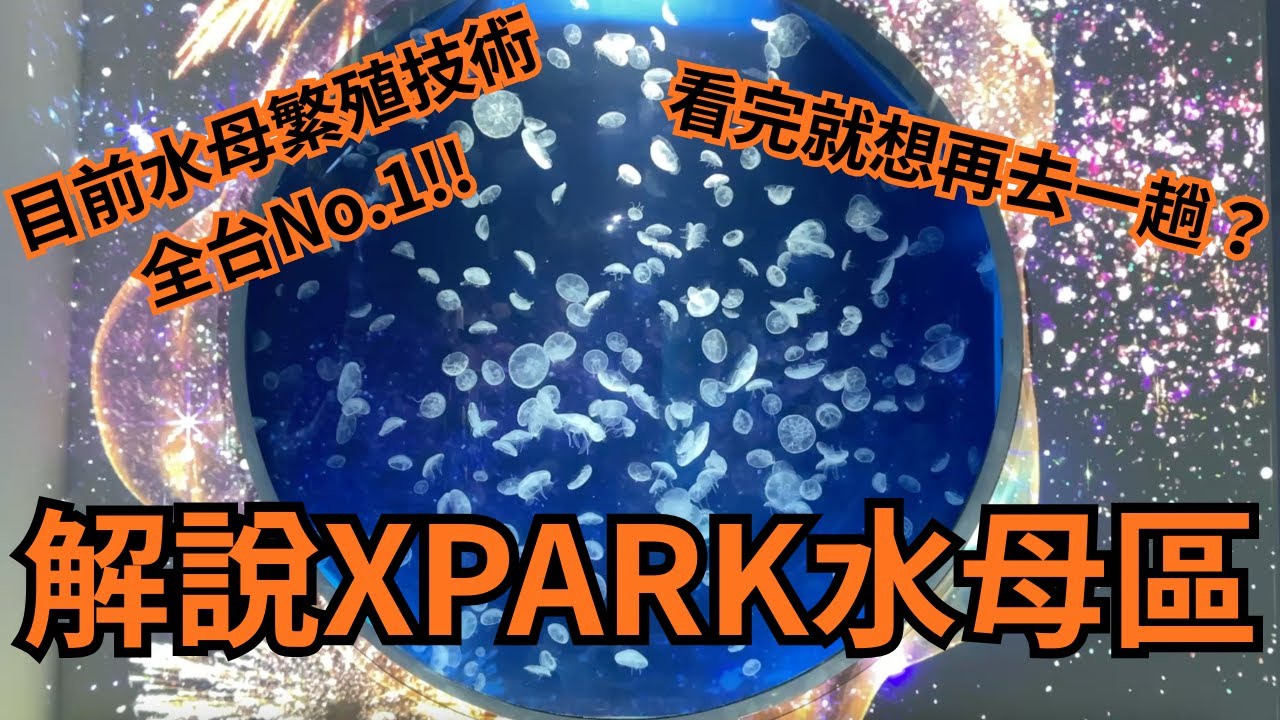 看完就想再去看看！桃園X PARK水母區～繁殖技術全台No.1！〜クラゲ繁殖技術台湾ナンバーワンのX PARKクラゲコーナーを徹底解説！！