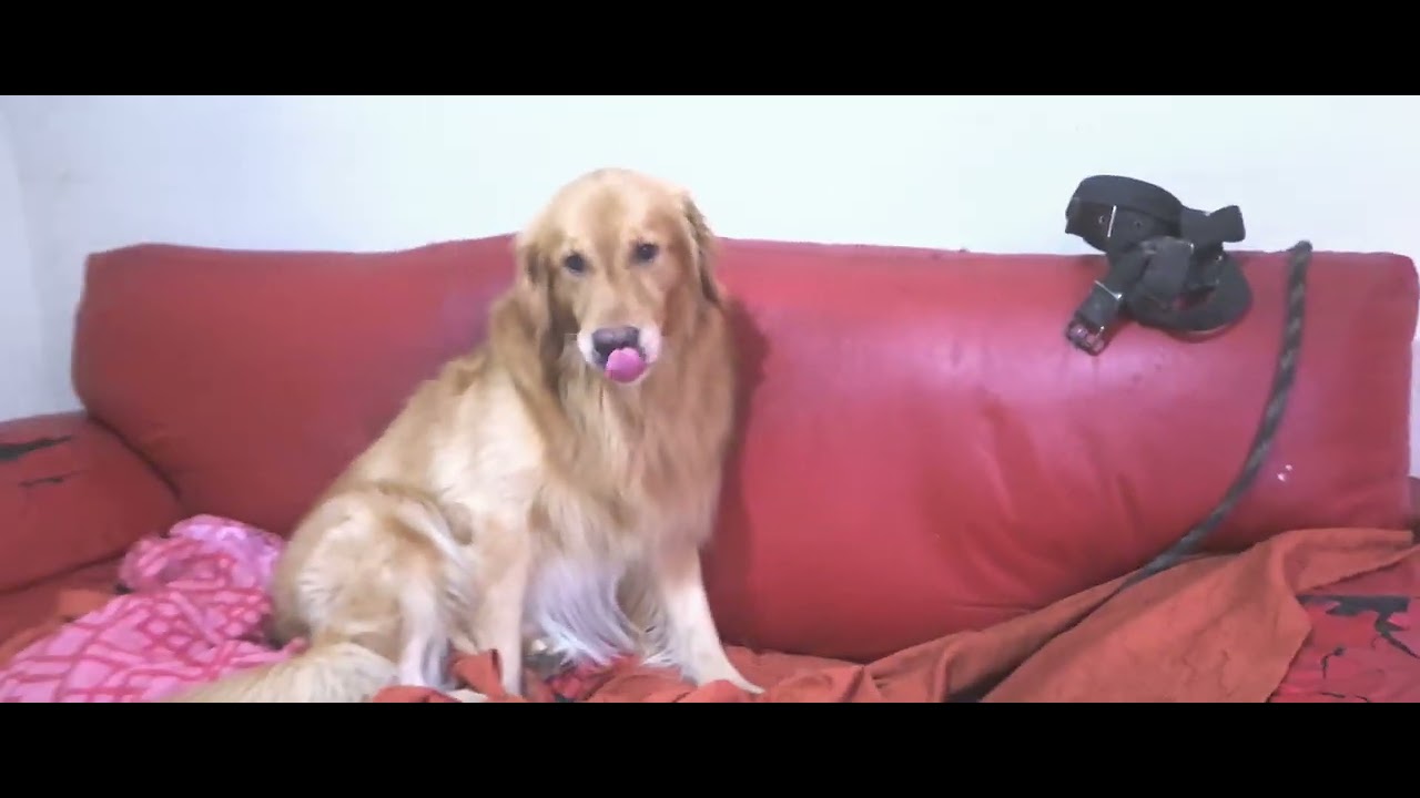Meu bebê shadow gravando em 4k HDR