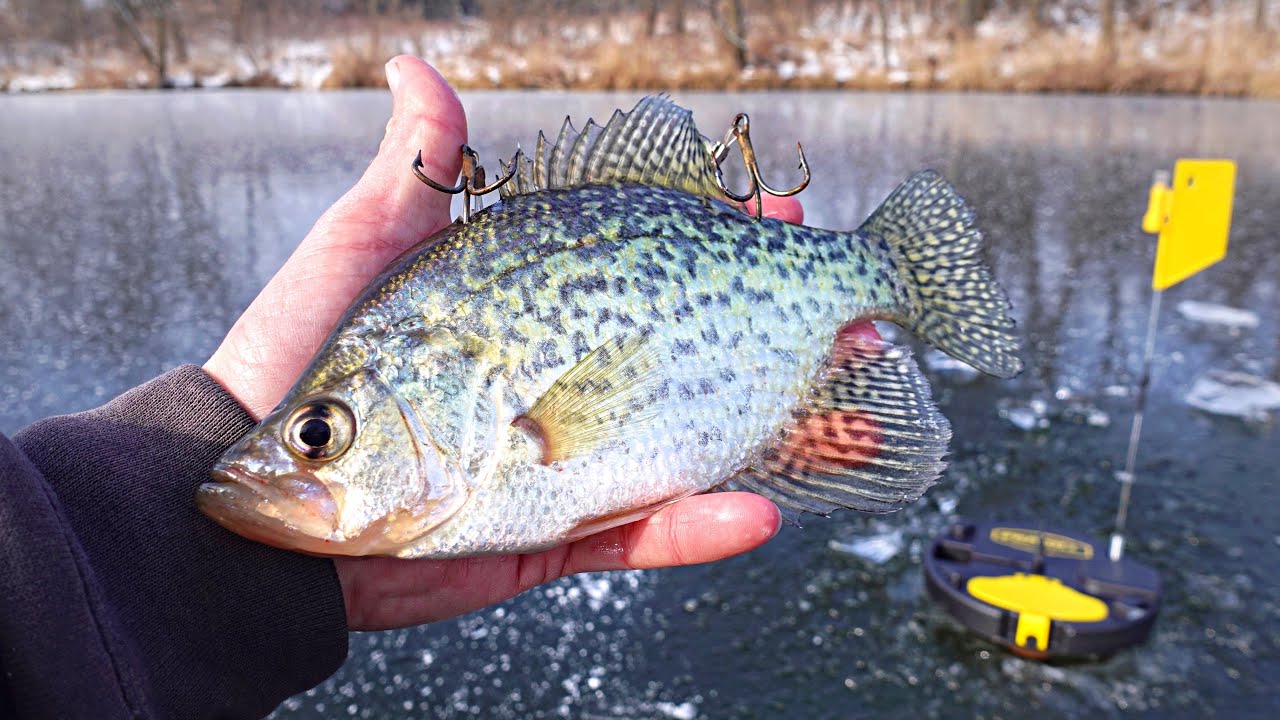 Ice Fishing w/ LIVE CRAPPIE For FISH OF A LIFETIME!!! (Unbelievable)