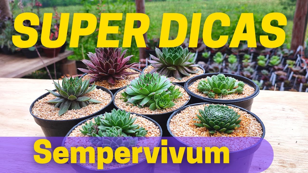 Super dicas de como cuidar de seus SEMPERVIVUM
