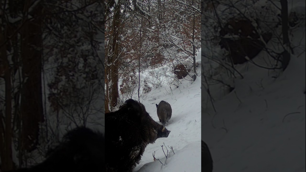 Kanec /  wild boar #wildboar #diviak #kanec #wildlife