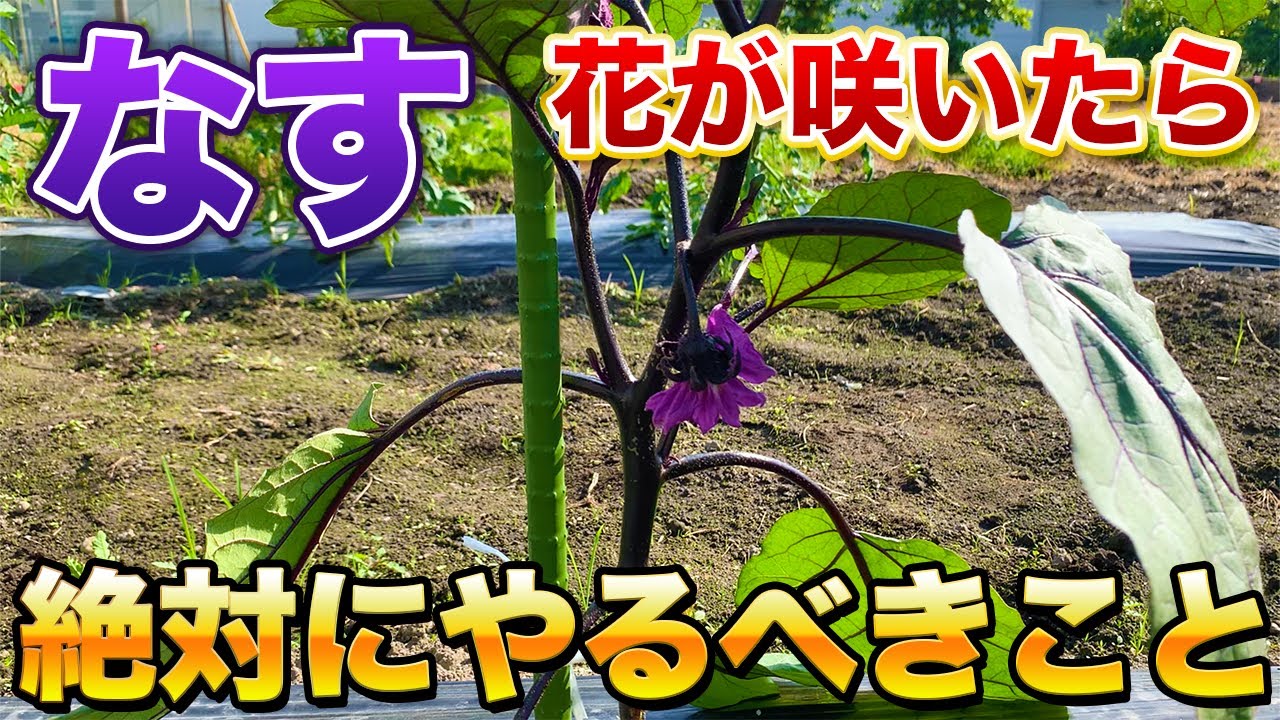 【なす栽培】花が咲いたら必ずやるべき作業！最初の芽かきは今後の生育に大きく影響してきます！（芽かき・追肥）