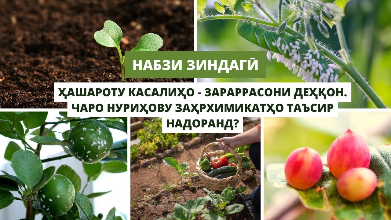 НАБЗИ ЗИНДАГӢ ||| МУБОРИЗА БО ЗАРАРРАСОНҲОИ КИШОВАРЗӢ