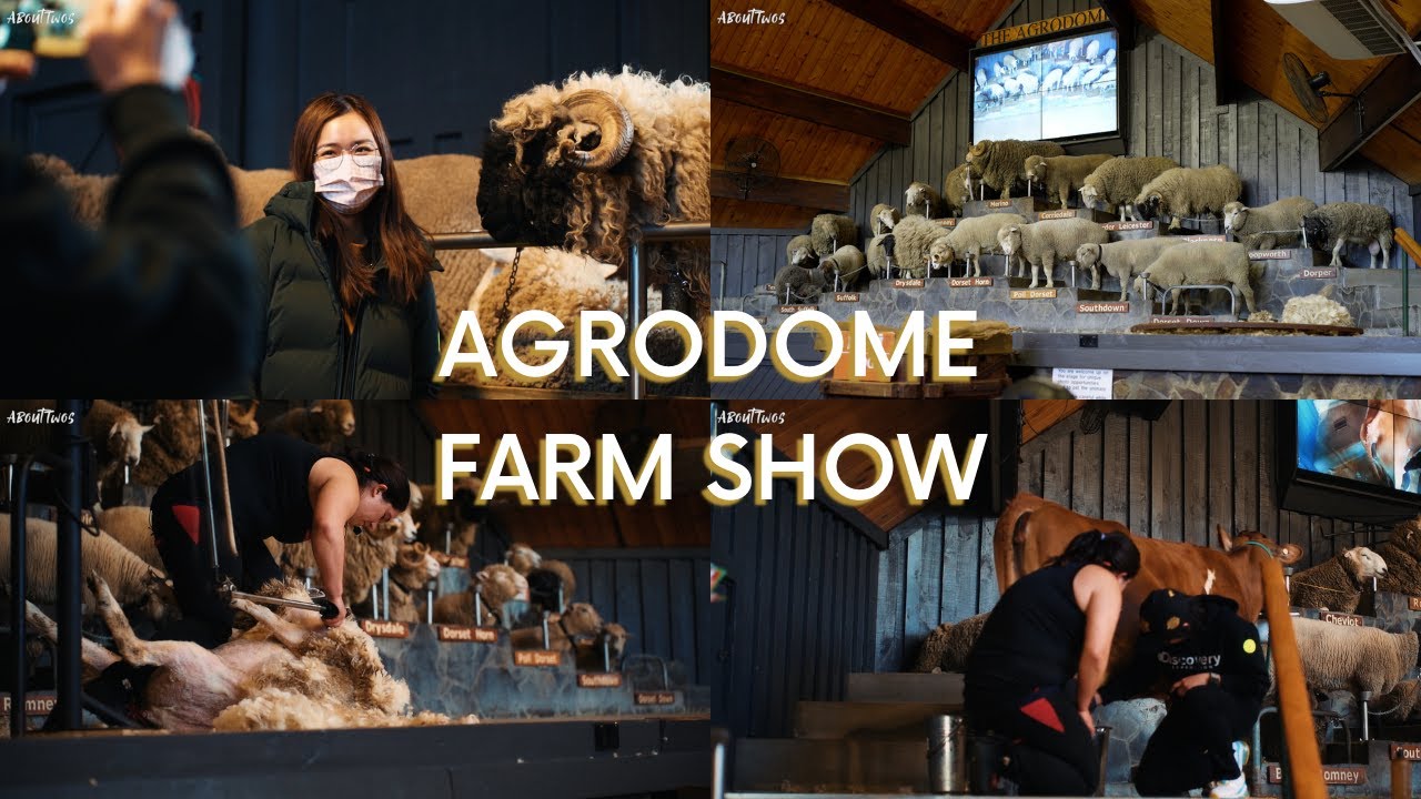 🇳🇿#纽西兰 #新西兰🇳🇿 北岛纽西兰Agrodome农场秀🐏🐄| New Zealand 🇳🇿 Agrodome Farm Show 🐏🐄 | #vlogs 70  @AboutTwos