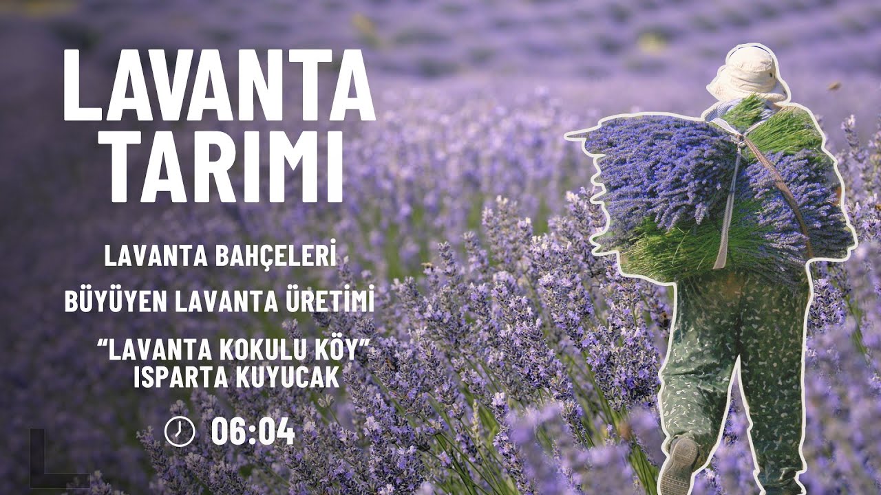 Lavanta Tarımı, Isparta Kuyucak