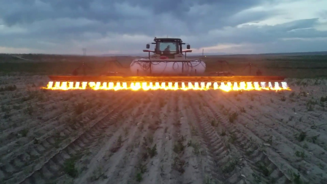 Flaming corn