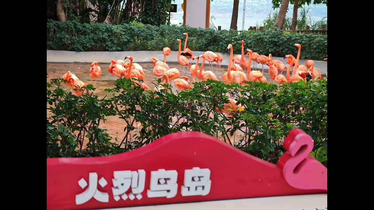 肇慶＞$99團費兩天遊😁(文旅補貼路綫)；星湖國家濕地公園(上) 。EP2＃旅遊