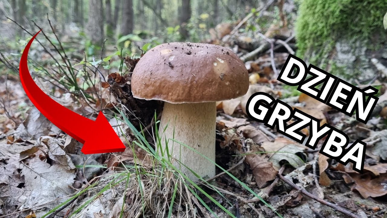 DZIEŃ GRZYBA spędzony na CUDOWNYM GRZYBOBRANIU // BOROWIKI SZLACHETNE lądowały w KOSZYKU 🍄‍🟫🍄‍🟫🍄‍🟫