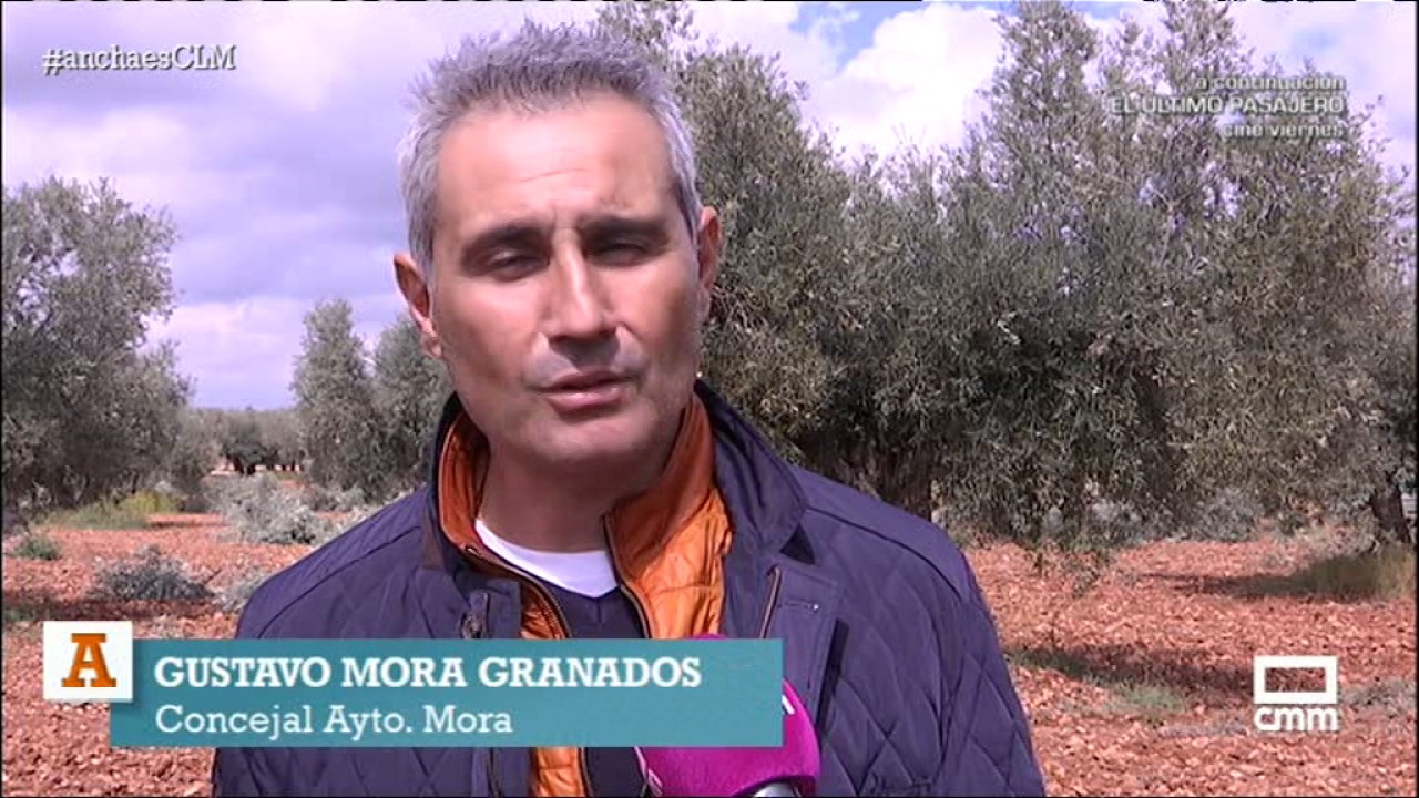 AECLM: Concurso Regional de Poda de Olivo