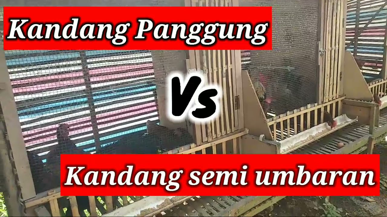 Pilih kandang panggung atau kandang semi umbaran