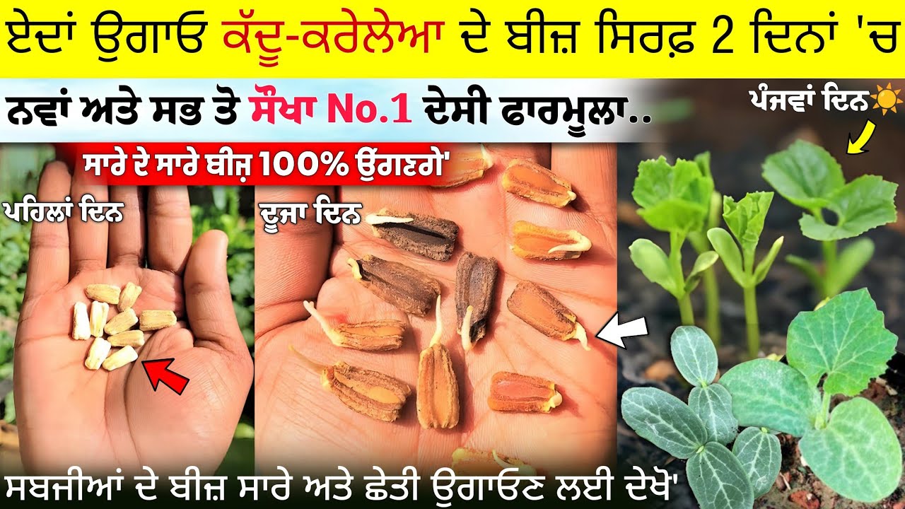 ਏਦਾਂ ਉਗਾਓ ਕੱਦੂ-ਕਰੇਲੇਆ ਦੇ ਬੀਜ਼ ਸਿਰਫ਼ 2 ਦਿਨਾਂ 'ਚ No.1 ਨਵਾਂ ਫਾਰਮੂਲਾ • Garmiyon ki sabji kaise ugaye