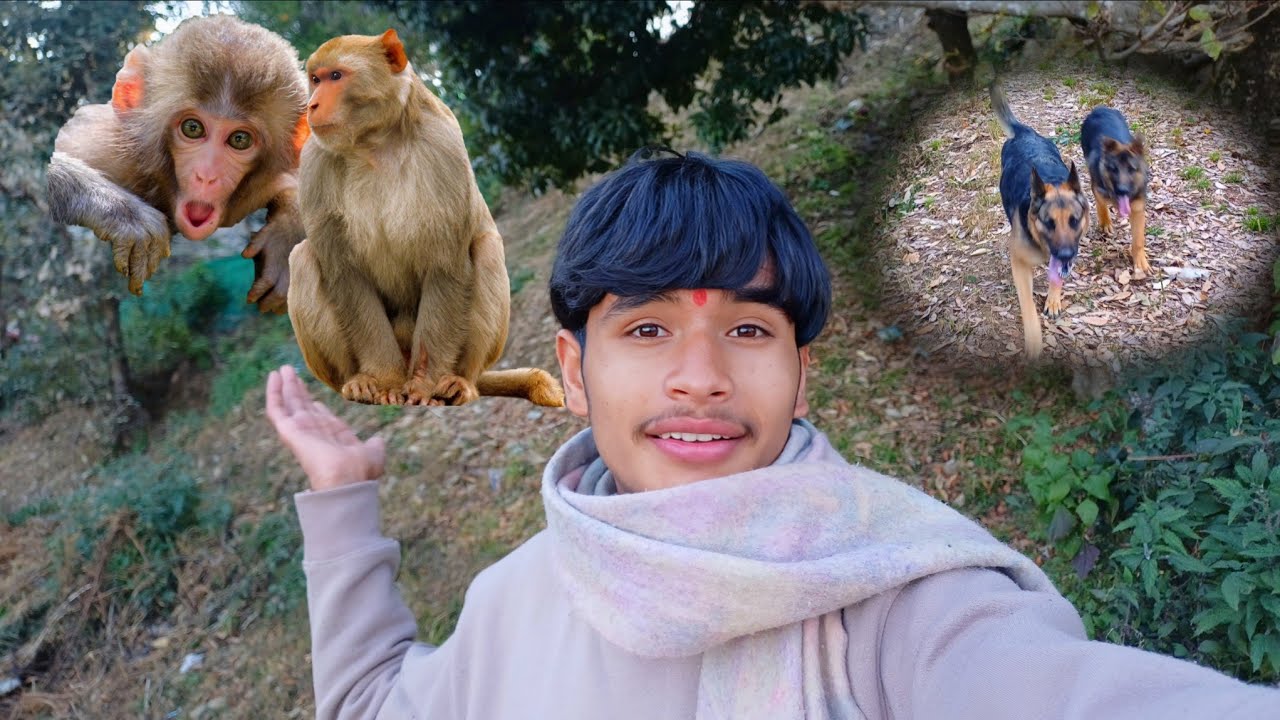 Bandaro Ka Aatank 🐒😀