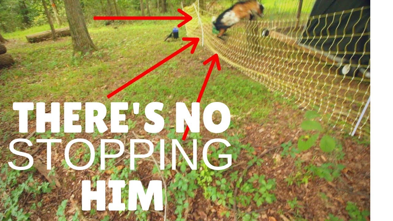 Goat Keeps Jumping Fence || Vlogust 28