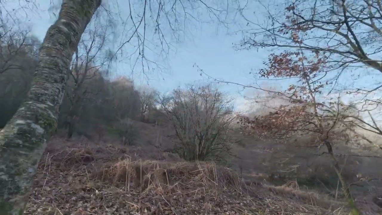 Ancient woodland 