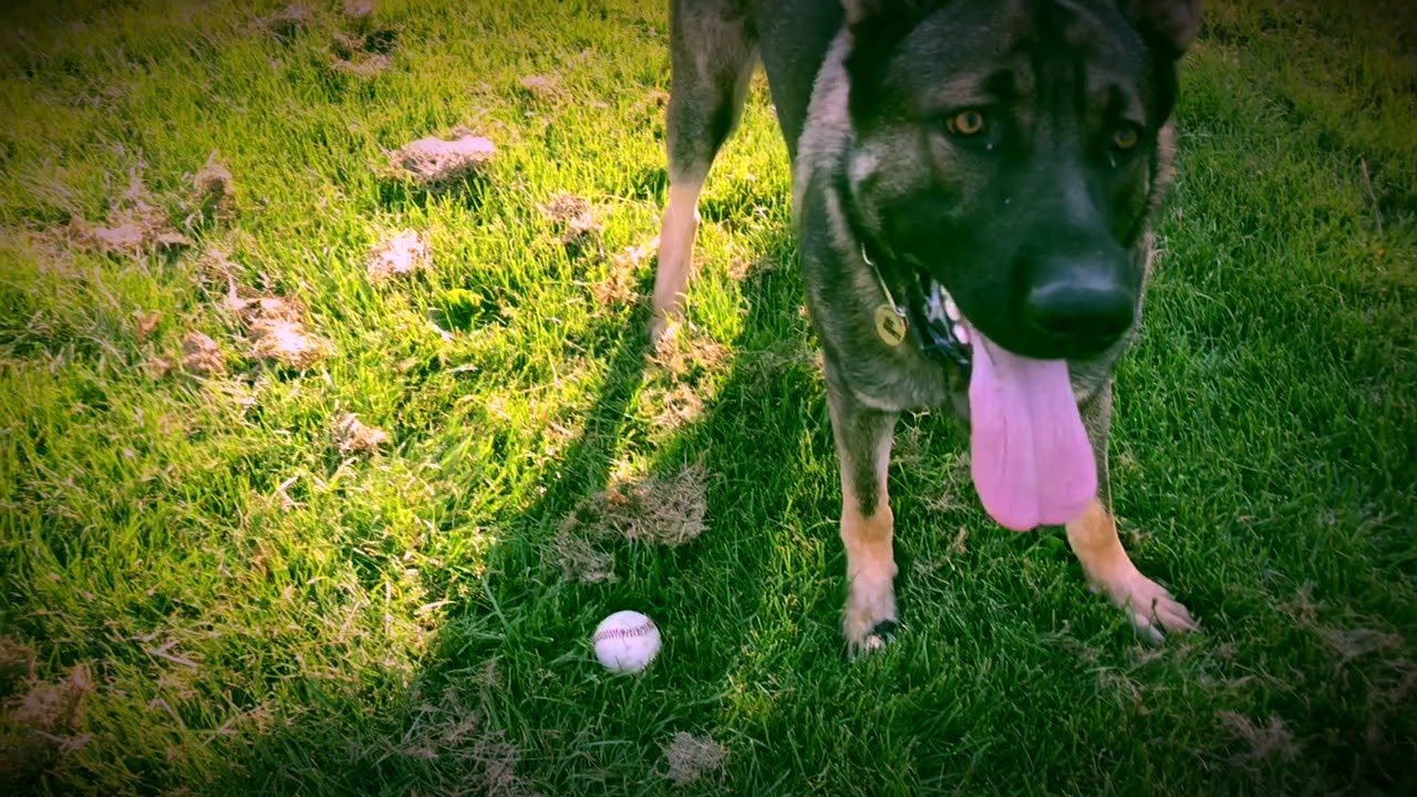 DDR German Shepherd (Apollo) Playing Fetch