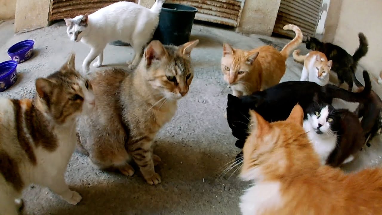 🔴LIVE: Rescue Cats Eating ASMR  (Relaxing)