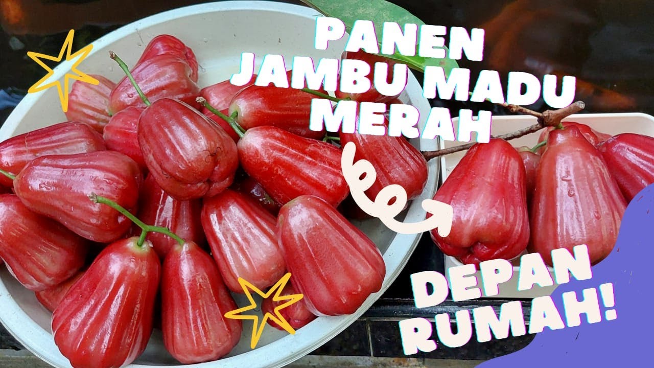 PANEN JAMBU MADU MERAH depan Rumah  // mulai dibungkus sampai PANEN // Berbuah lebat, besar, manis