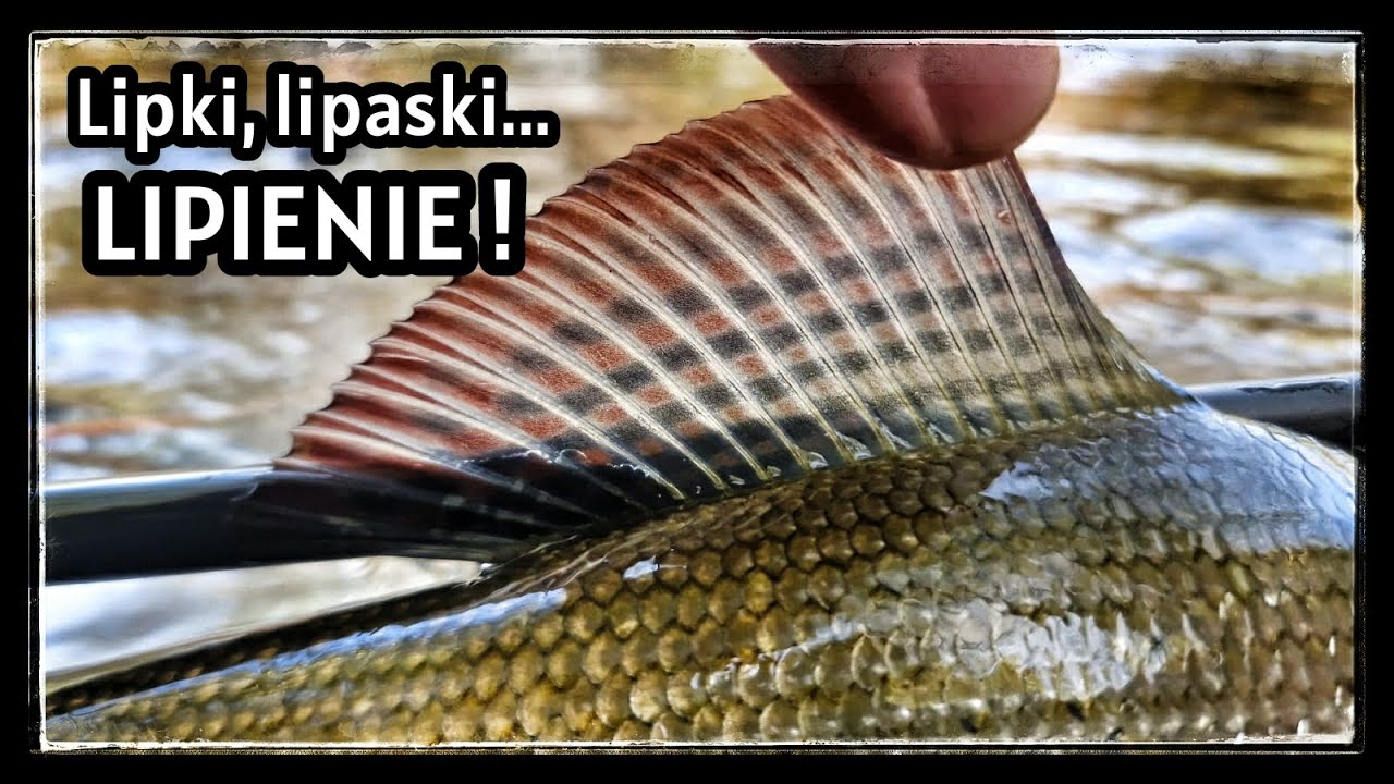 Krótka nimfa - Lipki, lipaski i lipienie. #64