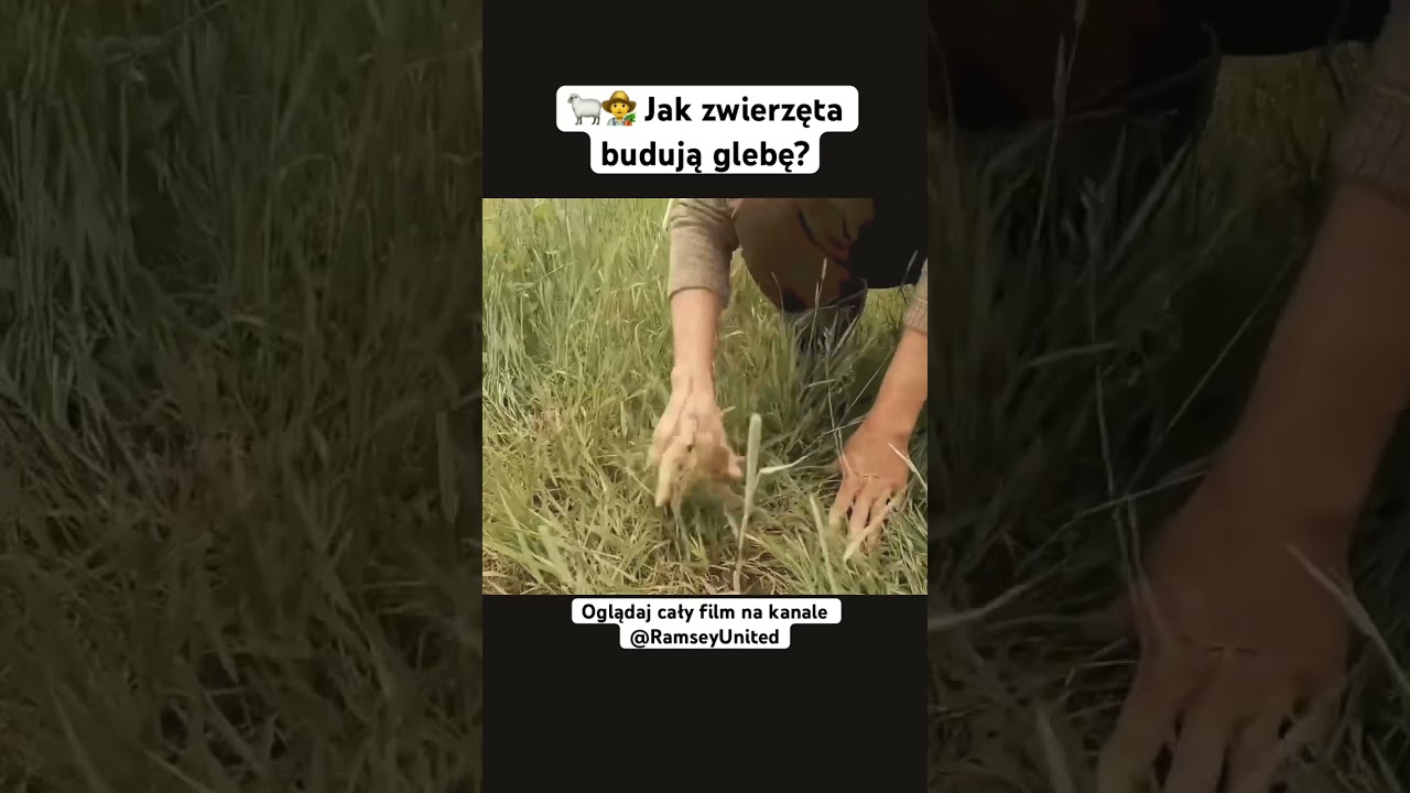 🐑👨&zwj;🌾 Jak zwierzęta budują glebę? #gleba #ramseyunited #czarnoziem #owc #rolnictwo #rolnik #trawa