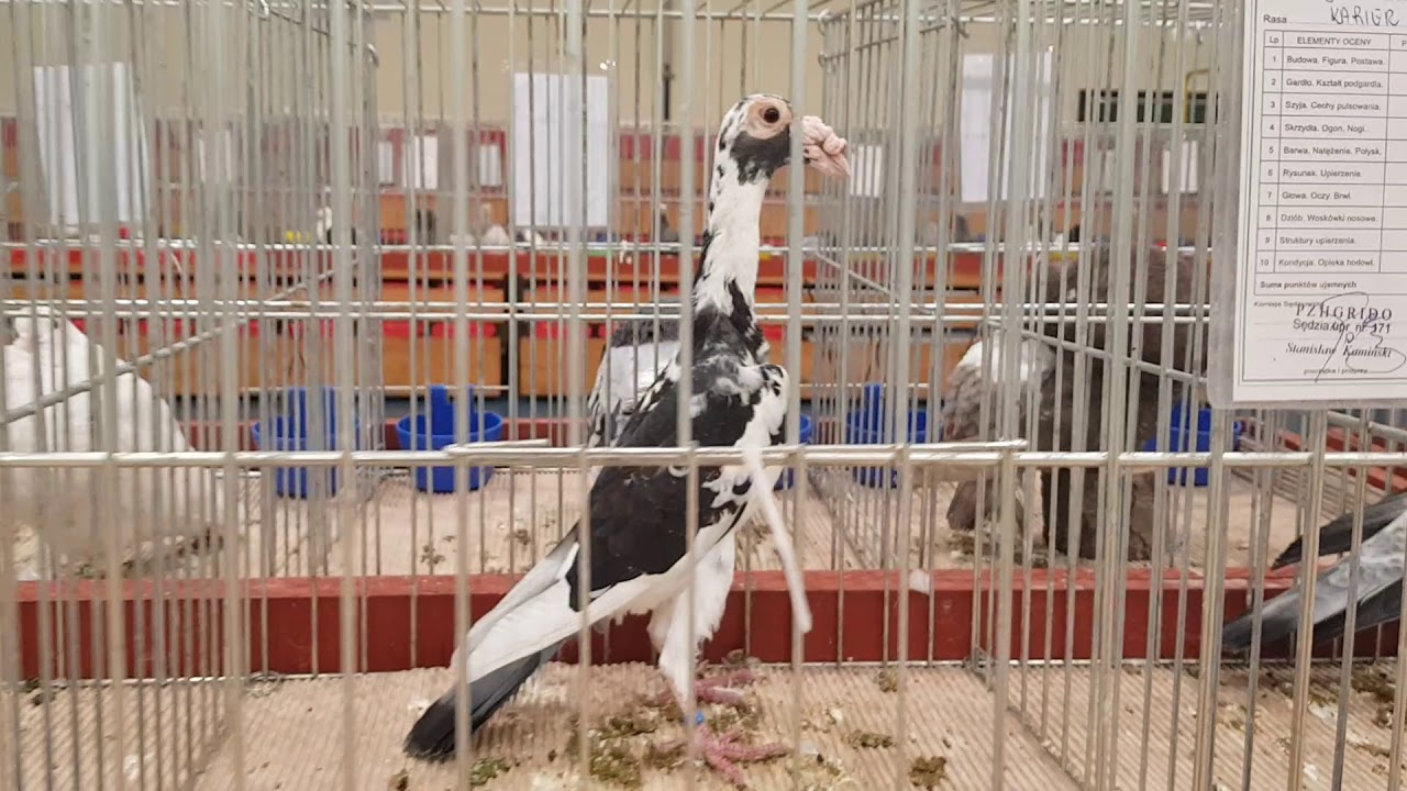 Wystawa Łąck 2019 / Część II