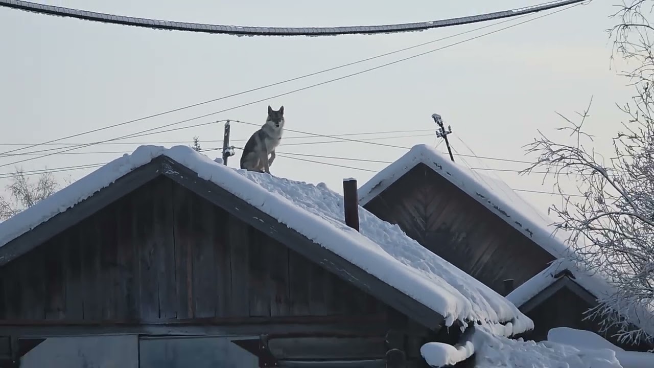 Wolfdog guards t-40°