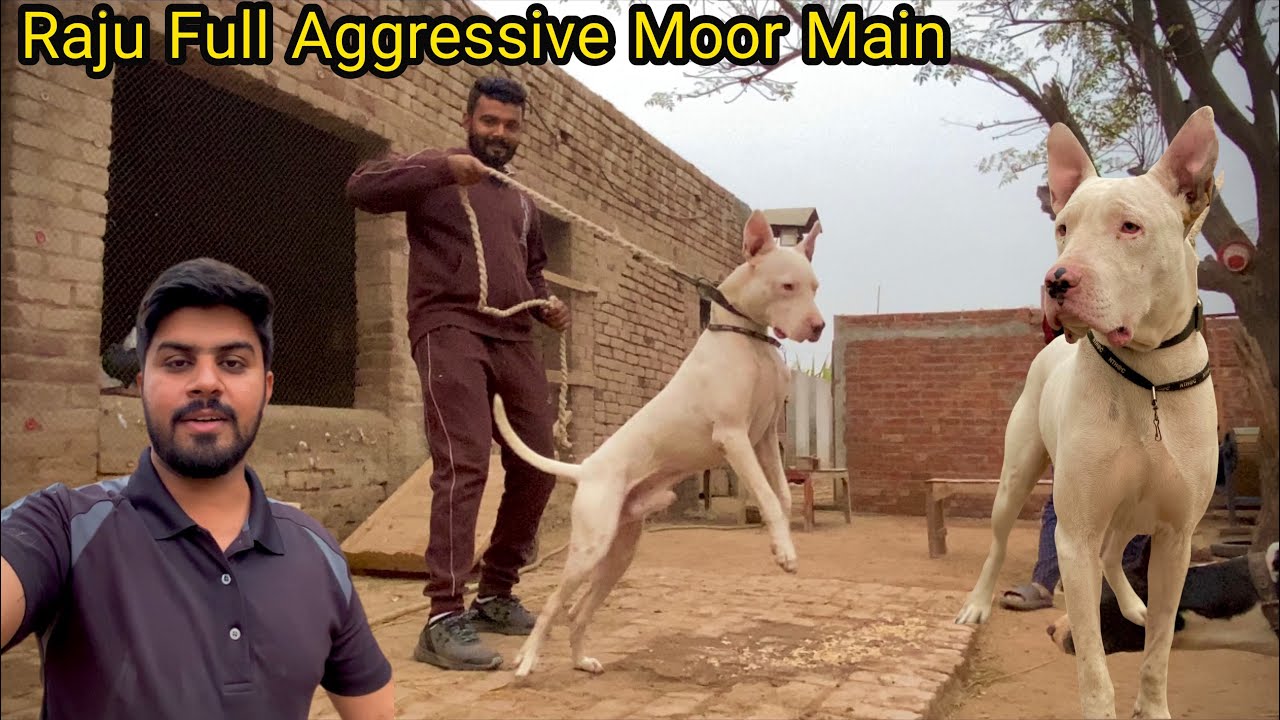 Nasal Huni Chai Colour Koi B hu | Raju Full Aggressive Moor Main | Gultair Dog |