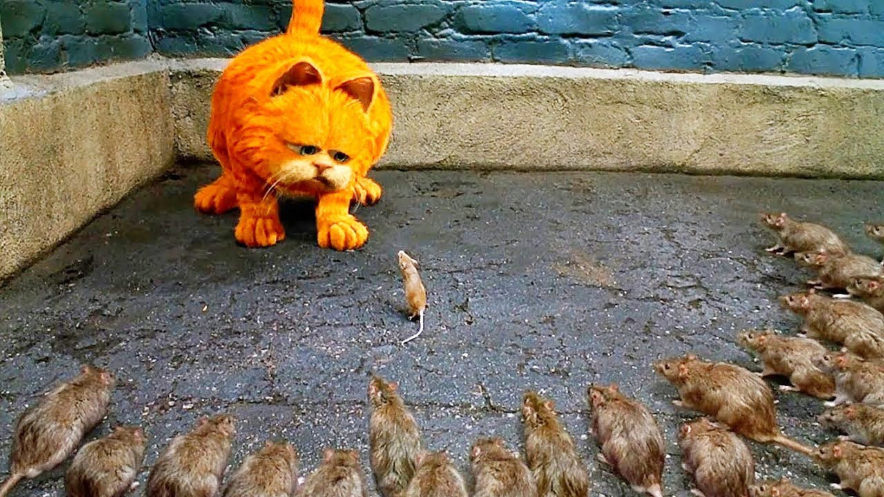 O GATO LARANJA FOLGADO se recusou a COMER um RATO, ent&atilde;o os ROEDORES voltaram para SALVAR sua VIDA