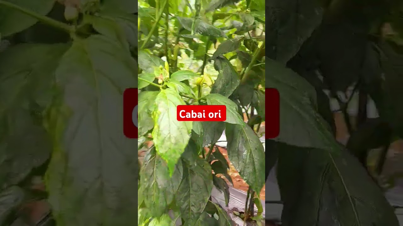 cabai ori #viral #cabai #petanimuda #cabaiori