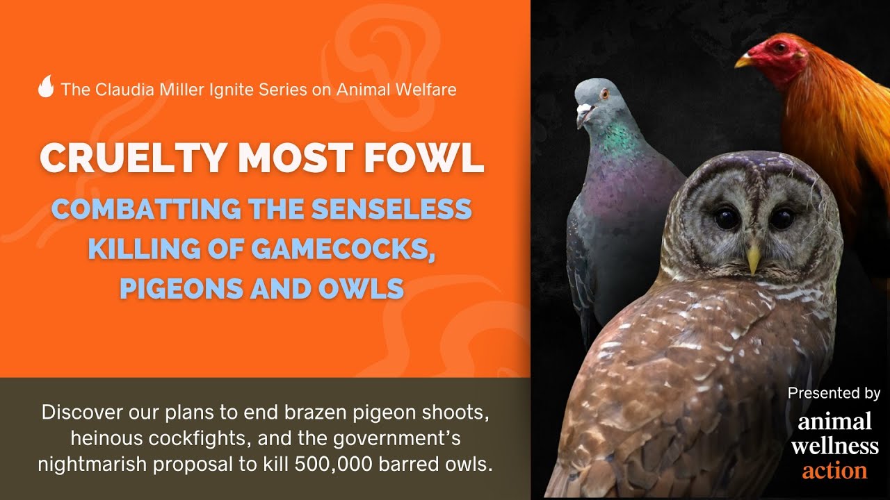 Cruelty Most Fowl: Combatting the Senseless Killing of Gamecocks, Pigeons and Owls