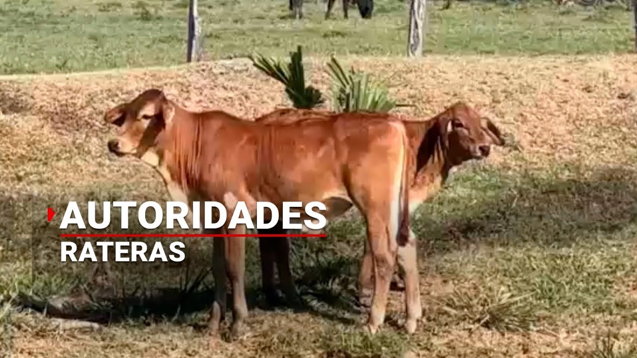 ¿Dónde quedó su ganado? | Autoridades 