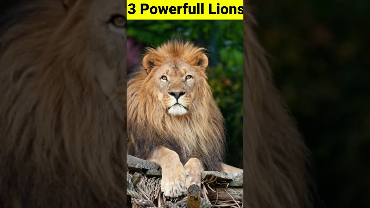 “3 Most Powerful Lions In The World 🦁 | Lion Facts That Will Shock You” 