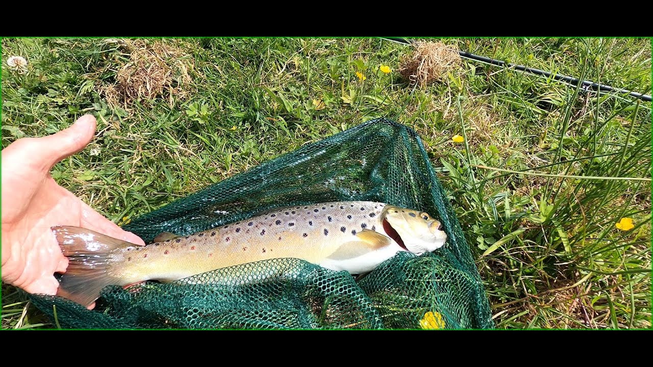 A good wild brown trout from the Hampshire Avon