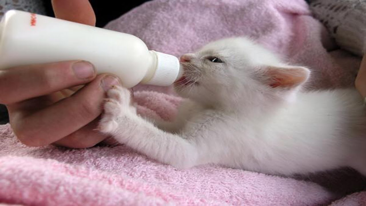 Kittens Being Bottle Fed | Cute Kittens Compilation