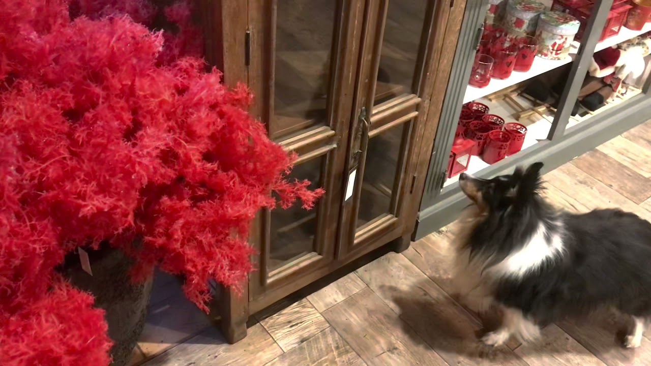 Stázka- - Nosework intérieur chez Schilliger Matran - 25 octobre 2021