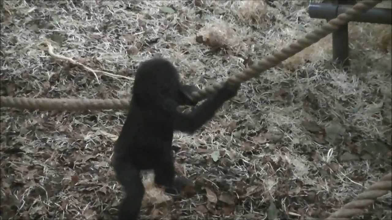 A day in the life of the gorillatwin @Burgers' Zoo part 3 :-)