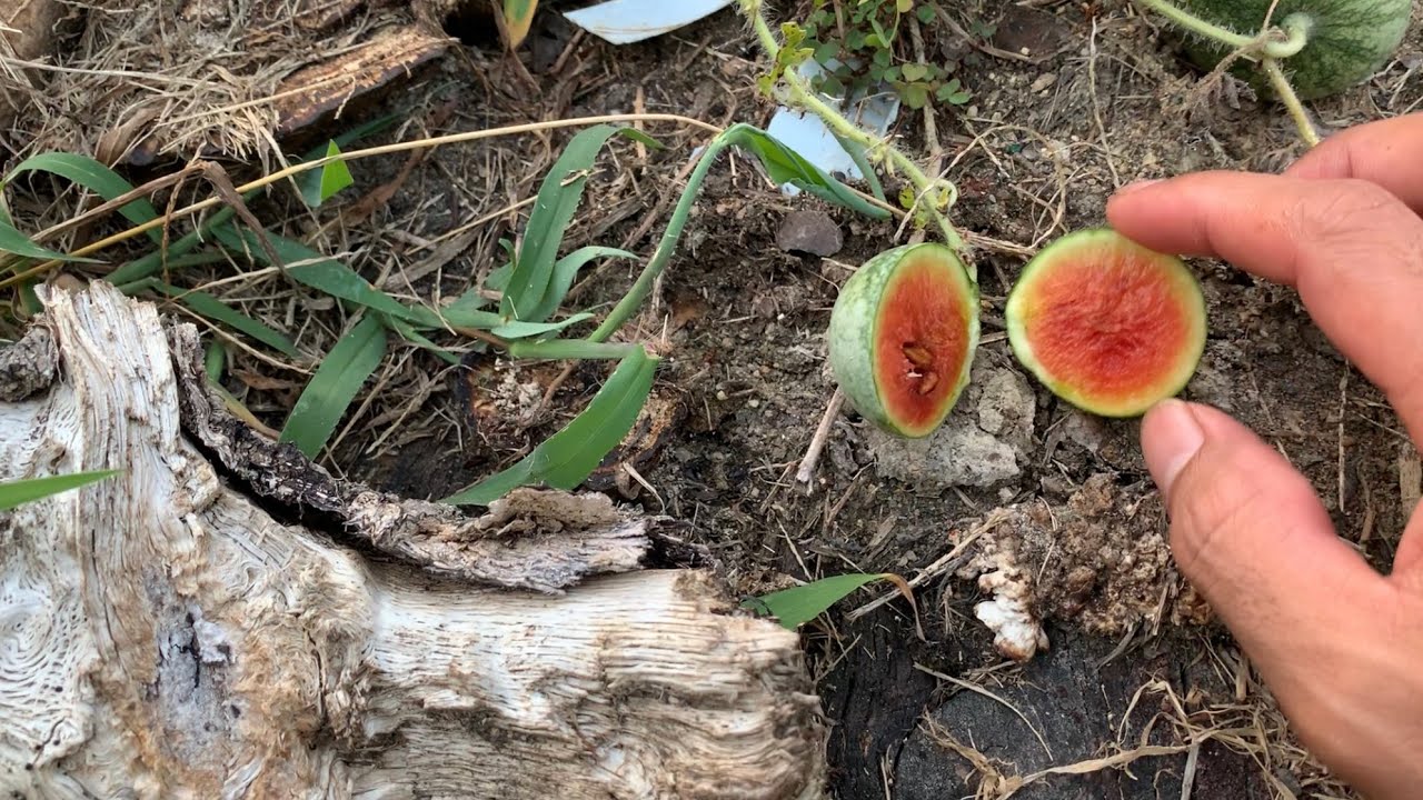 Самый маленький арбуз на планете