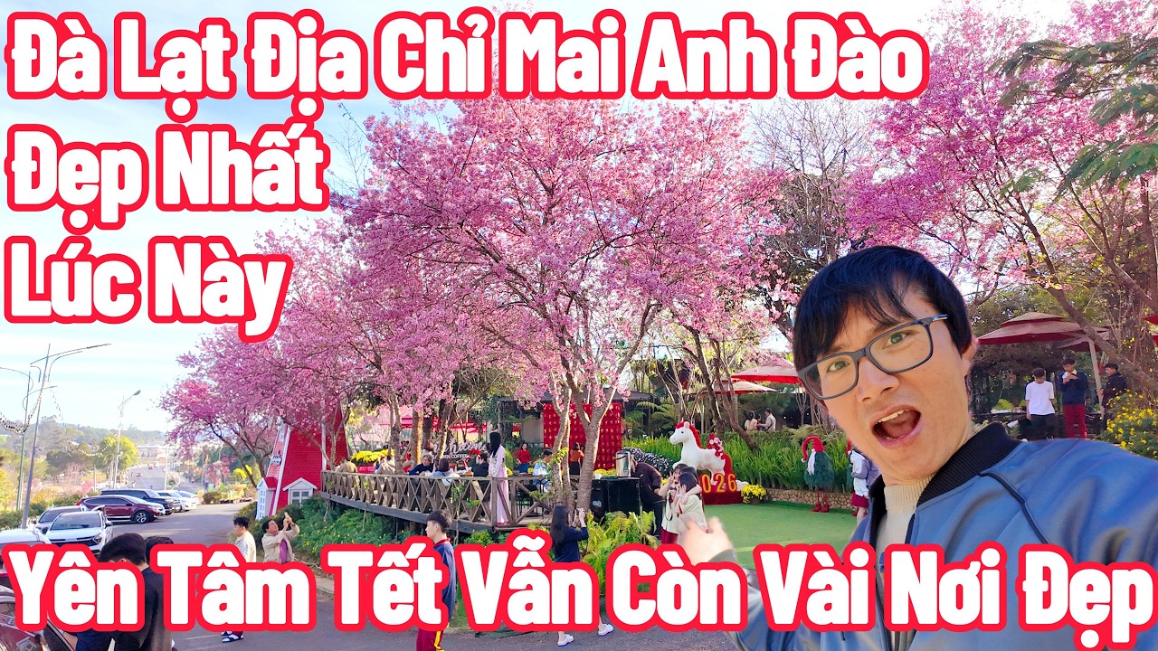Đà Lạt 2 Địa Chỉ Mai Anh Đào Đẹp Nhất Lúc Này, Tết Vẫn Còn!