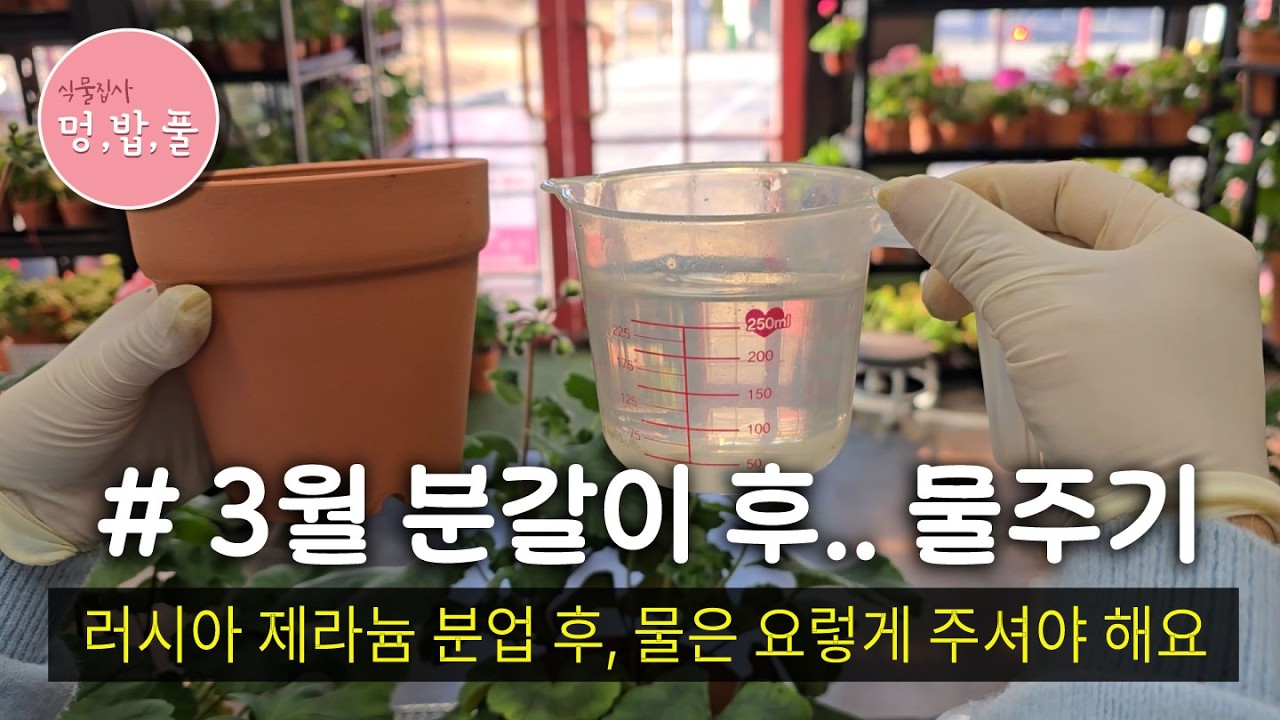제라늄,3월 분갈이 후 물주기#러시아제라늄분업물주기 #화분적당사이즈 #geranium #pelargonium #멍밥풀제라늄