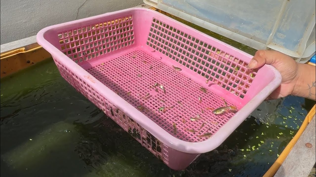 Kahit binaha may natira paring isda😊