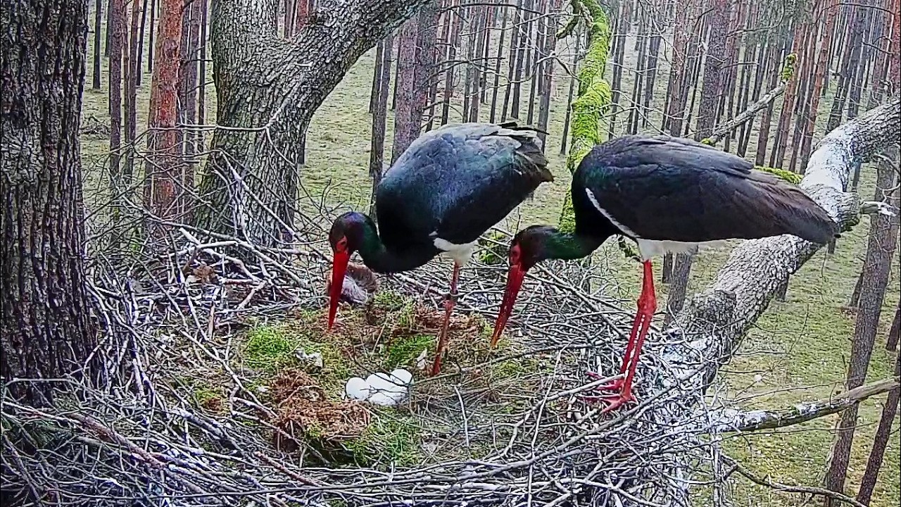 Black Stork Bolewice~5! 🥚 🥚🥚🥚🥚🥳Congrats to Female Skierka & Male Kr&oacute;lewicz  ~7:13 AM 2026/04/05