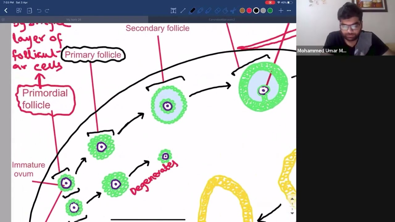O'level Biology 5090 - Menstrual cycle