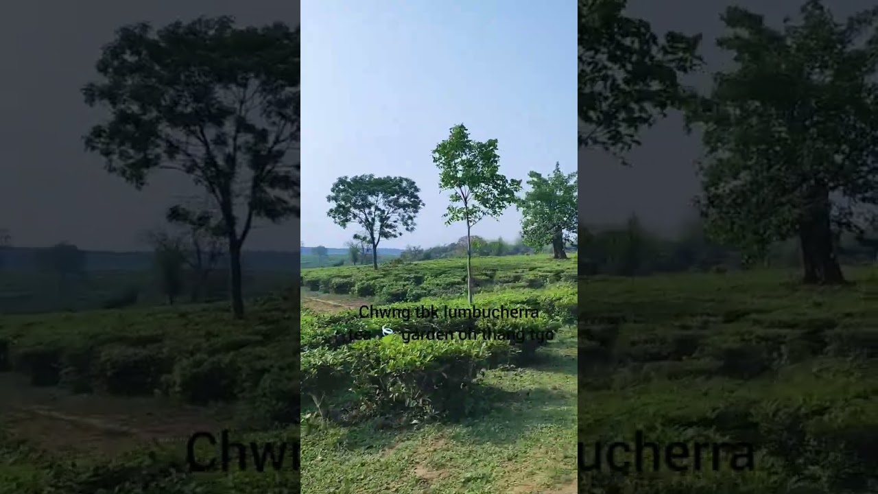 lembucherra tea garden 🍃#minivlog #tripura #viralvideo #naturelovers