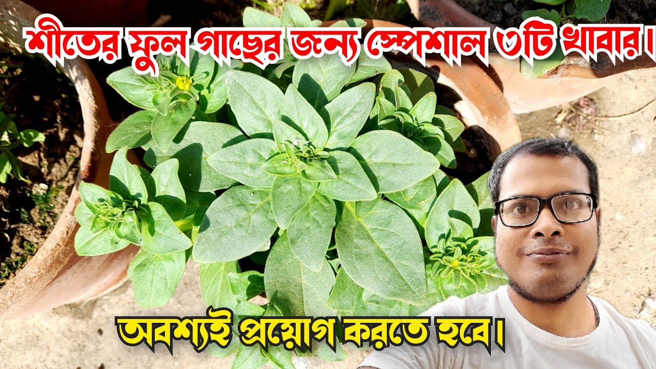 শীতের গাছের জন্য স্পেশাল খাবার||How to use npk fertilizer in winter flower plants||