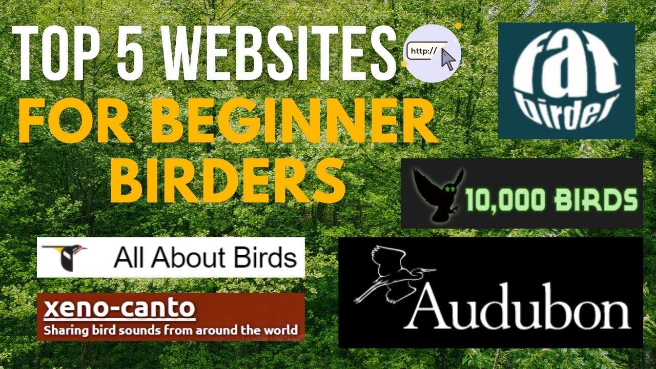 Top 5 Birding Websites For Beginner Birders