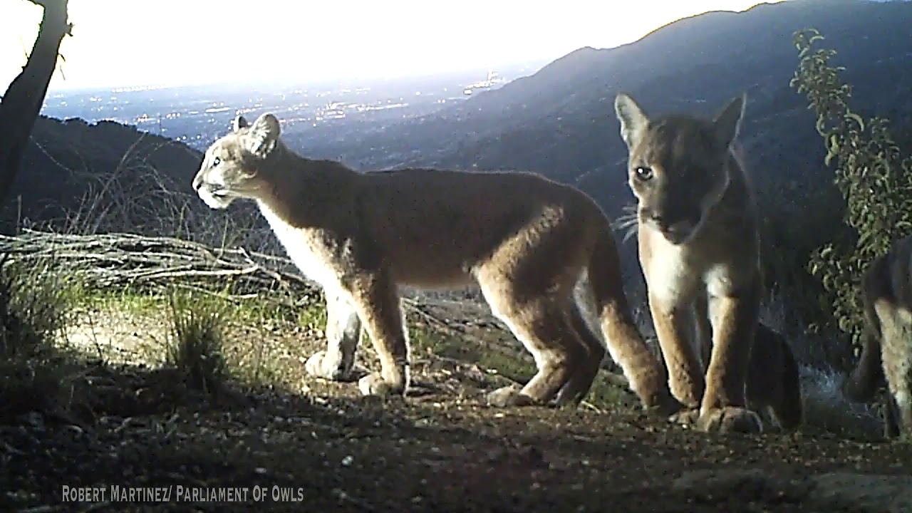 Four Mountain Lions Up On Sunset Ridge!