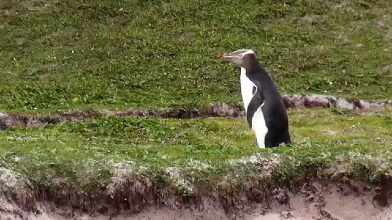 Subantarctic Wildlife at Macquarie-, Campbell-, Auckland- and Snares Island