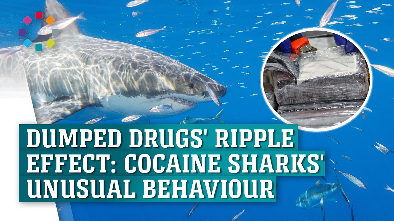 Mystery of 'cocaine sharks': Impact of dumping drugs