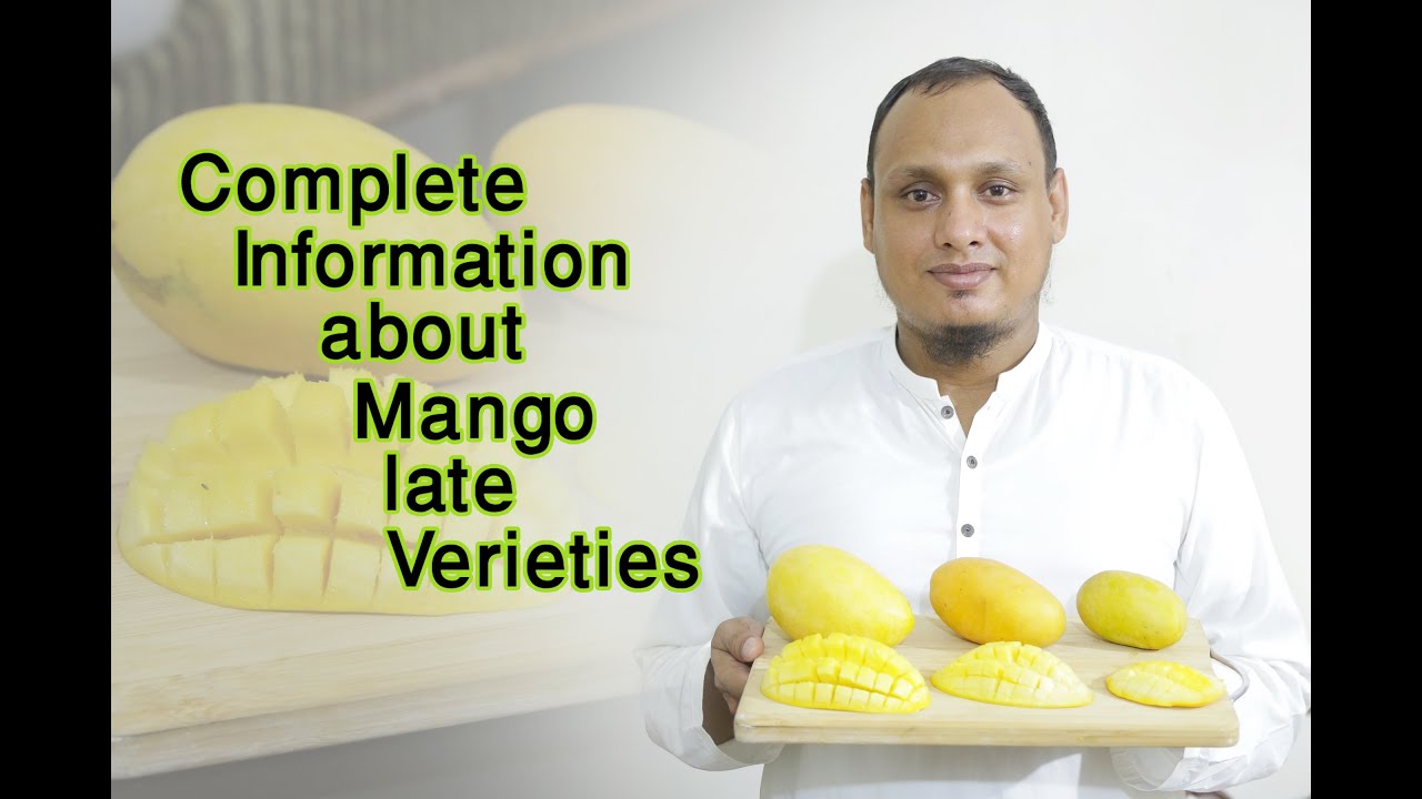 Information about Late Mango varieties l White Chaunsa vs Black Chaunsa, and 12 no. Anwar Ratol