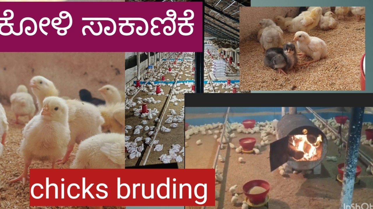 Rr holistic and organic agriculture # poultry farming