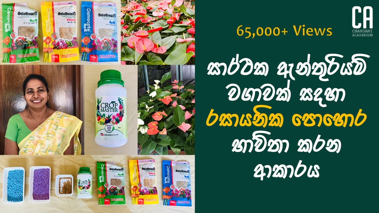 සාර්ථක ඇන්තූරියම් වගාවක් සදහා රසායනික පොහොර බාවිතා කරන අකාරය | How to grow Anthurium